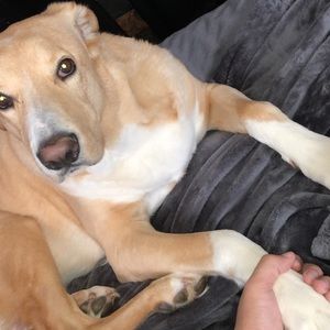 Meet your Posher, Manuel